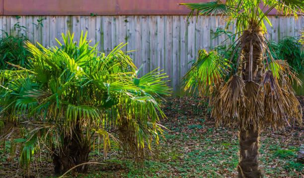 istock small palm trees in a exotic garden, popular plants for decorating and creating exotic gardens 1131785872