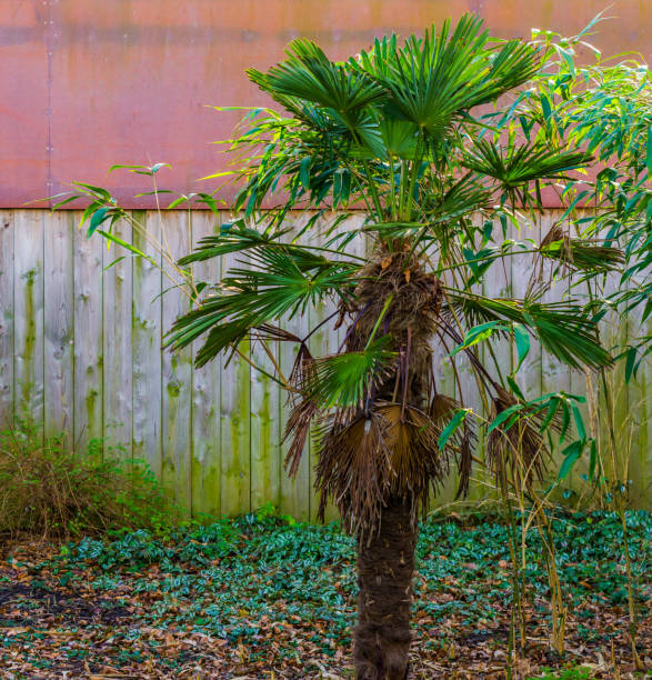 istock small palm tree, popular tropical plant for the garden, exotic gardens 1131785903