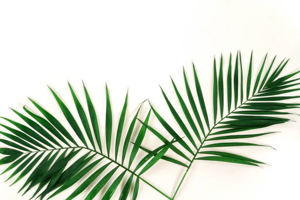 istock tropical green palm branches leaves pattern frame on a white background. top view.copy space.abstract. 1131786076