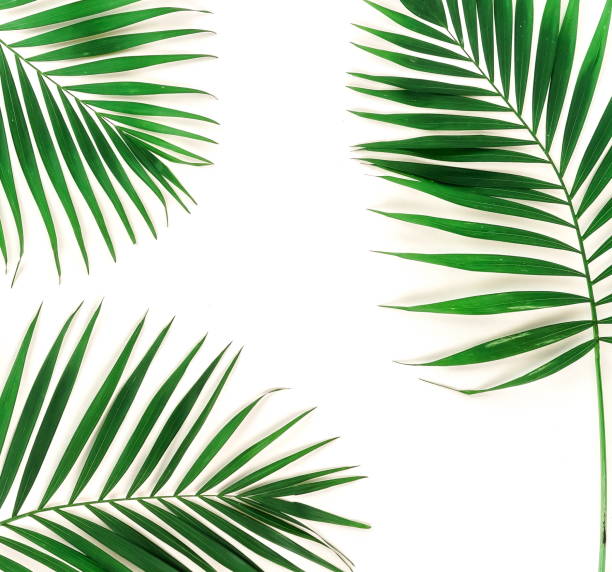istock tropical green palm branches leaves pattern frame on a white background. top view.copy space.abstract. 1131786146