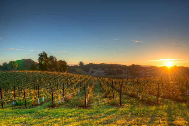 campi della napa valley - vineyard napa valley agriculture sunset foto e immagini stock