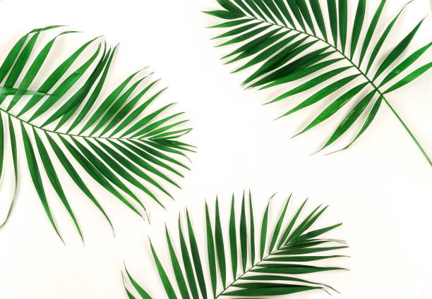 istock tropical green palm branches leaves pattern frame on a white background. top view.copy space.abstract. 1131786997
