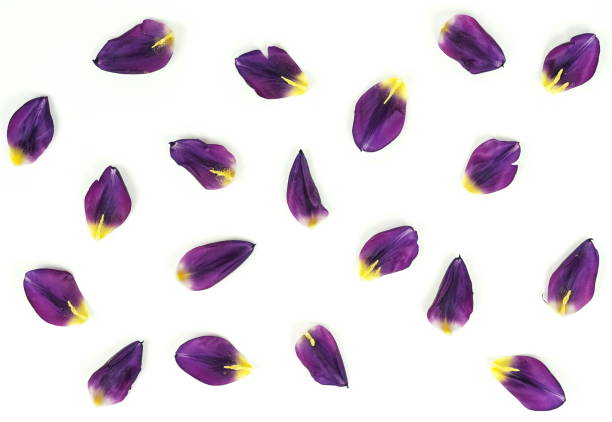 istock Flowers background. purple tulip petals pattern background isolated. top view 1131787544