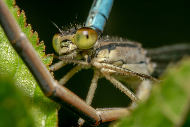 istock Headshot of a damselfly while mating. Damselfly bending its tail during mating. Damselfly on bottom and tail on its head - close up shot 1131788657