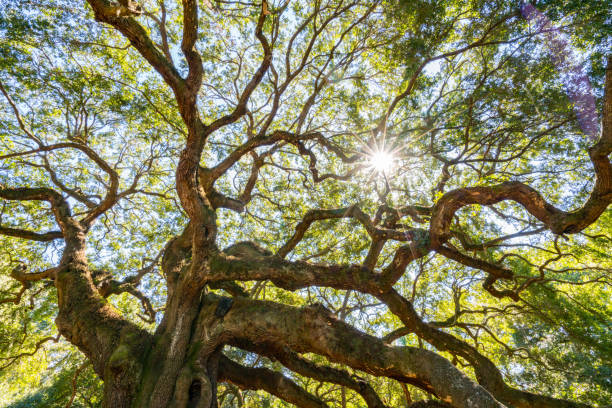 istock Angel Oak Live Oak Tree 1131791598