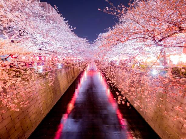 istock Cherry Blossoms in Meguro River 1131791832