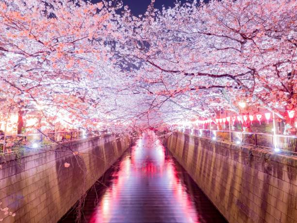 istock Cherry Blossoms in Meguro River 1131791840