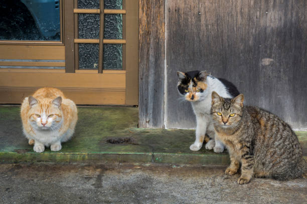 istock Cat in a port city 1131791853
