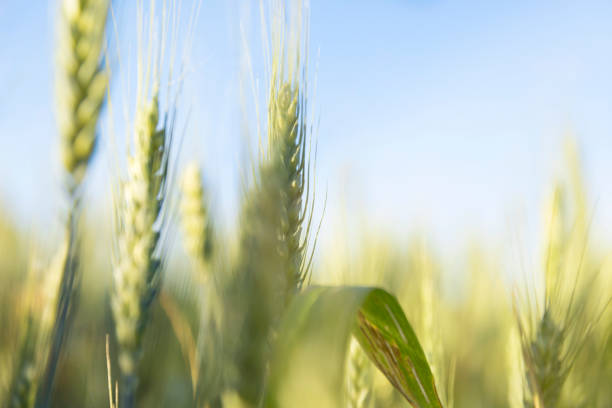 istock Golden wheat field and sunny day 1131791887