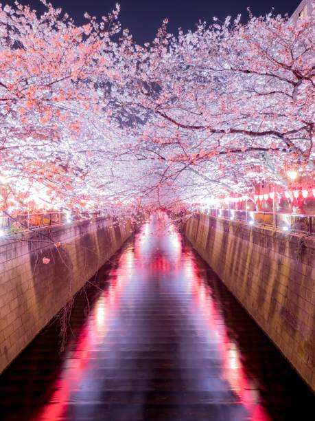 istock Cherry Blossoms in Meguro River 1131792058