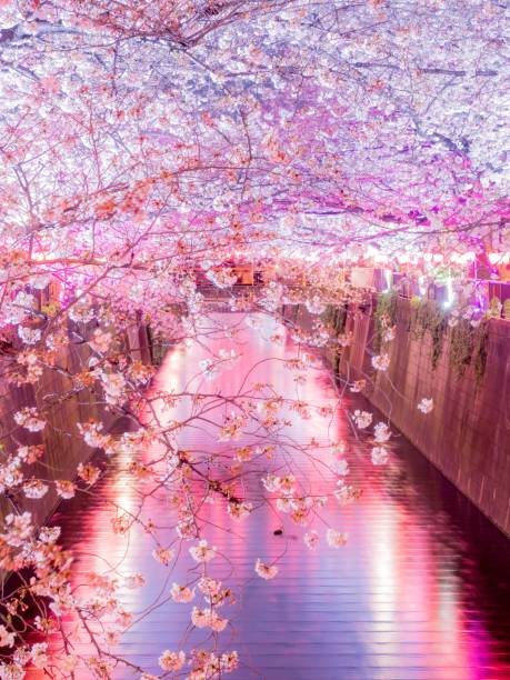 istock Cherry Blossoms in Meguro River 1131792063