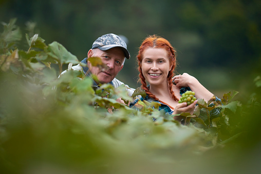 lifestyle shot of young woman with her father in autumn day harvesting grapes.