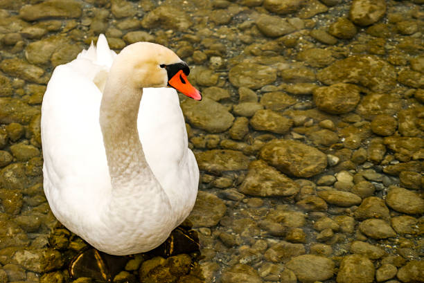 A majestic pure white swan glides over the water of the Bodensee. The water is so crystal clear the swans feet are visible.