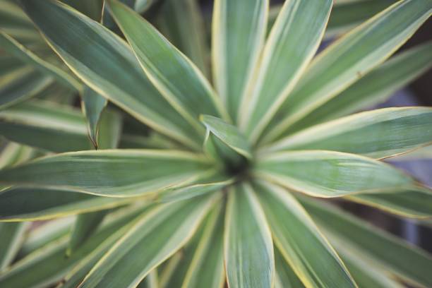 Yucca Yucca close up vetplant stock pictures, royalty-free photos & images