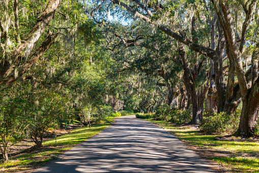 Road lined with live oak trees with spanish moss in South Carolina