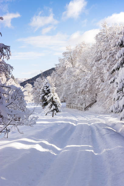 istock WINTER IN PIATRA CRAIULUI MOUNTAINS 1131795595