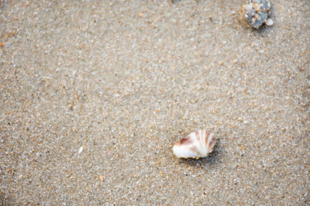 istock Pharella javanica or Clam shell stranding death on the Ban Phe beach 1131796282