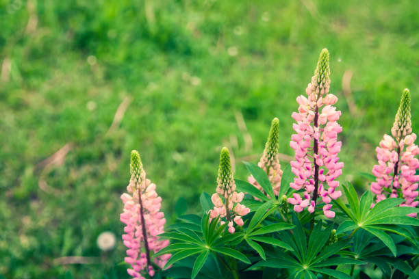 fondo floral de verano, enfoque suave. lupin floreciente. fondo borroso. - achene fotografías e imágenes de stock