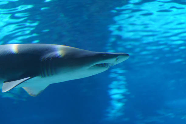 istock Image of a sand tiger shark's head and its dangerous teeth 1131796462