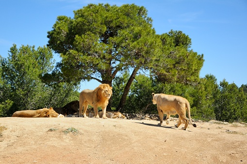 Safari park in France. On the vast territory of the park, animals and birds live in a natural environment.