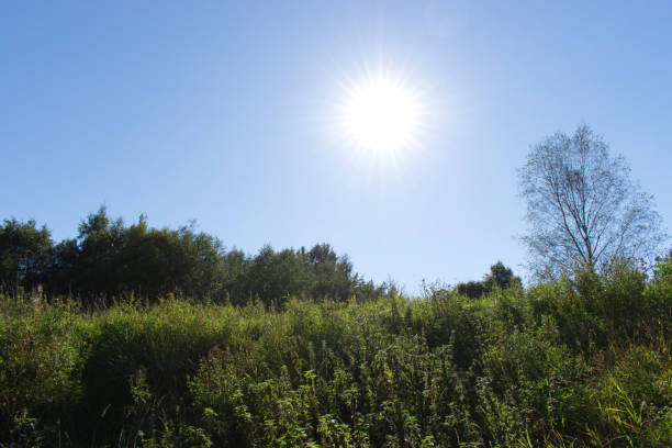 Bright sun over field A bright sun in a blue sky shining over a field of grass and trees årstid stock pictures, royalty-free photos & images