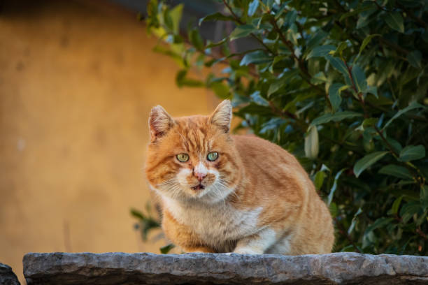 istock Feltre - Old Town Red Cat 1131799918