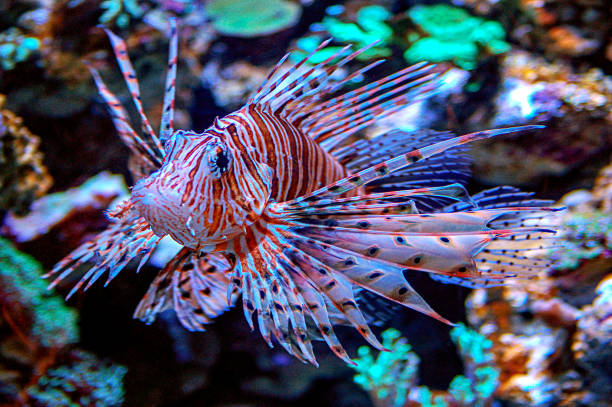 istock Lionfish at the aquarium 1131801055