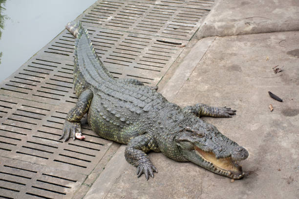 istock Crocodiles sleeping and resting and swimming in pool 1131801773