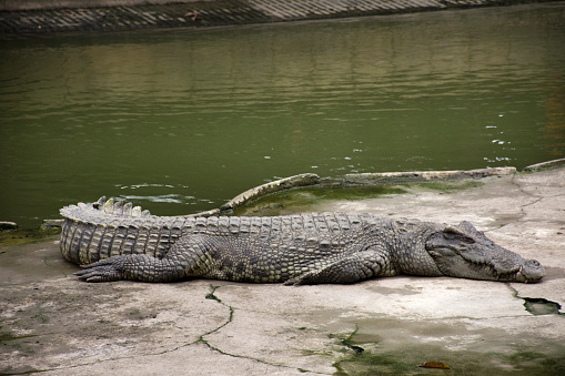 Crocodiles sleeping and resting and swimming in pool for show travelers people visit looking at the park on July 17, 2018 in Nakhon Phatom, Thailand.