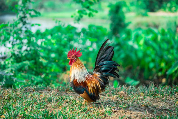 istock Bantam Chicken walking in the park 1131802917