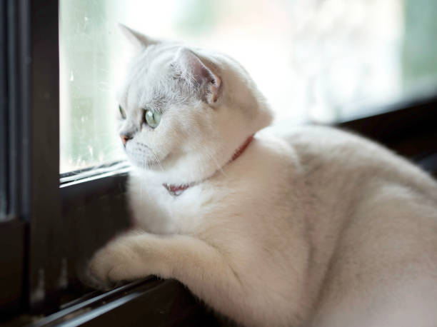 Animal photography.