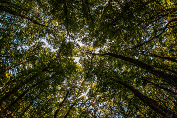 istock Beauty nature forest  landscape 1131803262