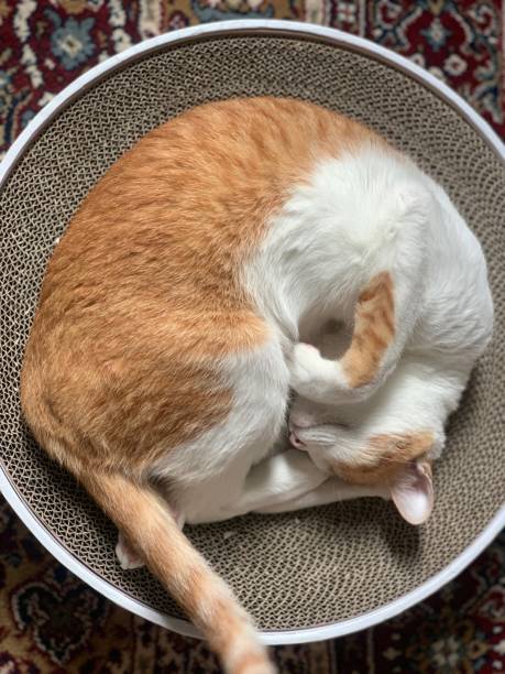 istock ginger cat catnap in the home 1131804155