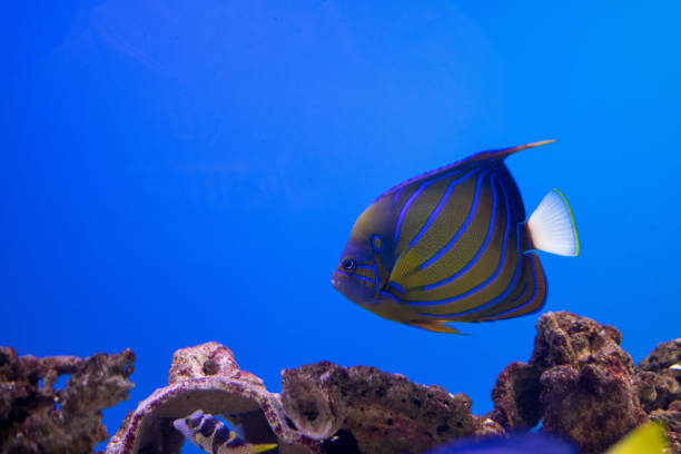 Ocean fish stock photo