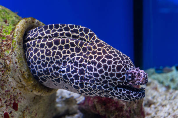 Ocean fish stock photo