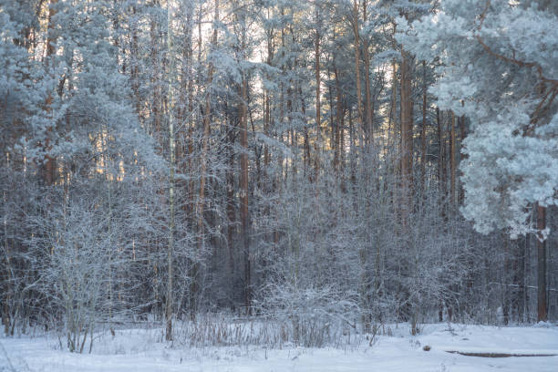Winter forest stock photo