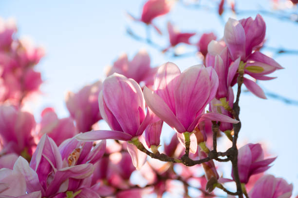 istock beautiful pink blossom of magnolia tree 1131804777