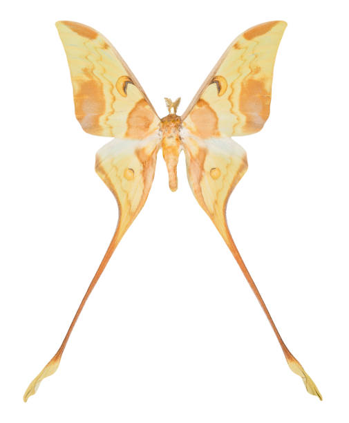 istock Butterfly Actias maenas isolated  on white background 1131805570