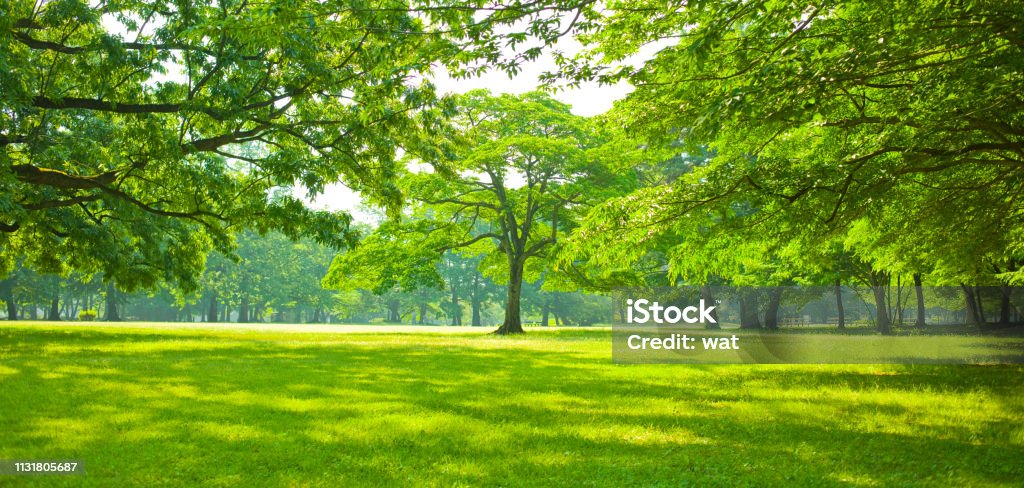 jardín verde - Foto de stock de Árbol libre de derechos