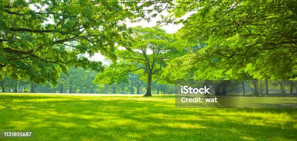 Jardín Verde Foto de stock y más banco de imágenes de Árbol - Árbol, Parque público, Fondos