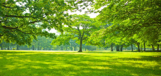 giardino verde - panoramic scenics nature forest foto e immagini stock