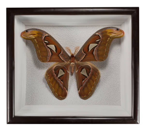 istock Butterfly Attacus atlas in frame isolated on white background 1131805718