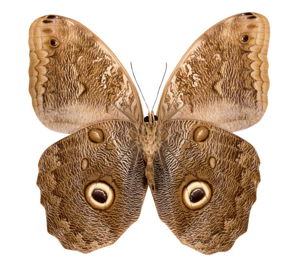 istock Butterfly Caligo isolated on white background 1131805731
