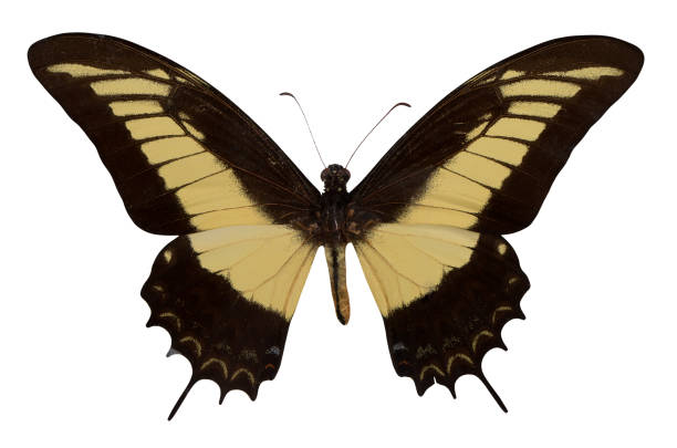 istock Butterfly Papilio androgeos isolated on white background 1131806063