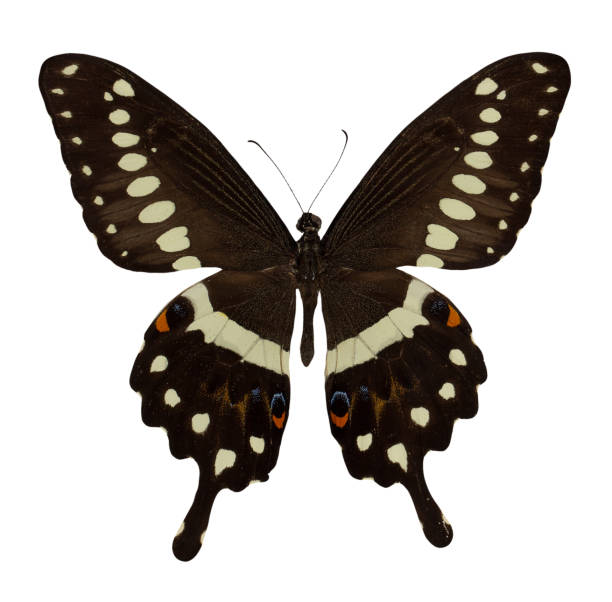 istock Butterfly Papilio Lormieri isolated  on white background 1131806135