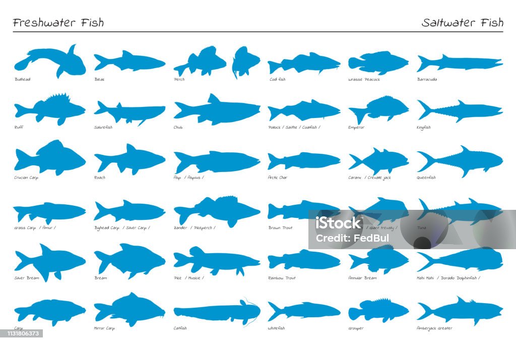 Uppsättning av vektor silhuett fisk. Sötvatten och salt vatten. - Royaltyfri Fisk vektorgrafik