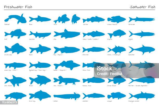 Uppsättning Av Vektor Silhuett Fisk Sötvatten Och Salt Vatten-vektorgrafik och fler bilder på Fisk