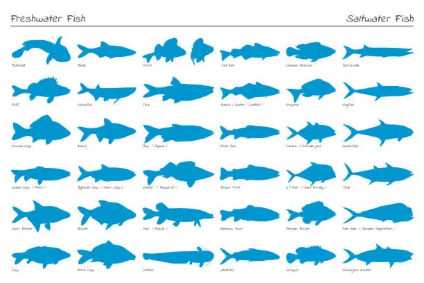 Vector illustration of Set of vector silhouette fish. Freshwater and saltwater.
