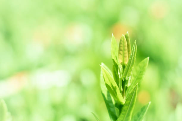Young leaves nature background
