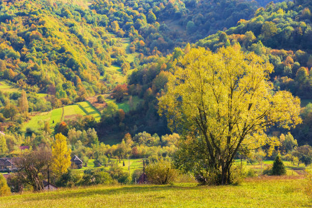 istock tree on the rural field in mountains 1131809359